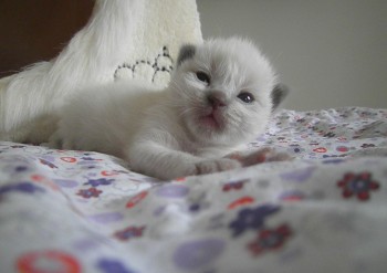 mâle blue colourpoint N°1 RESERVE - 18 jours - Chatterie Ragdolls du Val de Beauvoir